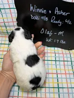 Olaf, a male Bernedoodle and Miniature Bernedoodle for sale in Kandiyohi, MN – Photo 5 of 5