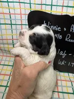 Olaf, a male Bernedoodle and Miniature Bernedoodle for sale in Kandiyohi, MN – Photo 2 of 5