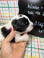 Olaf, a male Bernedoodle and Miniature Bernedoodle for sale in Kandiyohi, MN – Photo 3 of 5
