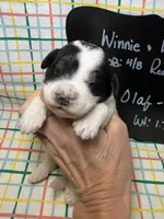 Olaf, a male Bernedoodle and Miniature Bernedoodle for sale in Kandiyohi, MN – Photo 1 of 5
