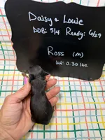 Ross, a male Cavapoo for sale in Kandiyohi, MN – 5 of 5