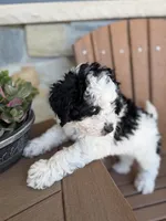Cooper, a male Bernedoodle and Miniature Bernedoodle for sale in Kandiyohi, MN – 7 of 7