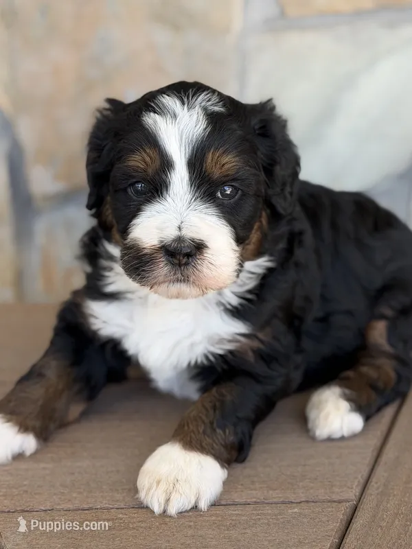 Candy – Bernedoodle, Miniature Bernedoodle puppy for sale in Kandiyohi, MN