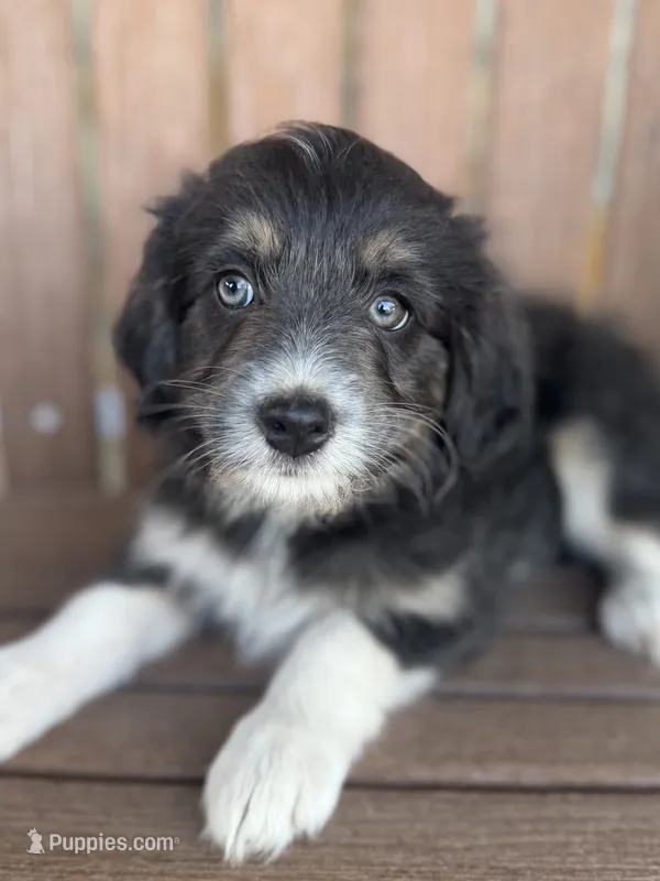 Skittles – Bordoodle puppy for sale in Kandiyohi, MN