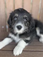 Skittles, a female Bordoodle for sale in Kandiyohi, MN – 1 of 4