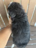  Buttercup, a male Bordoodle for sale in Kandiyohi, MN – 4 of 4
