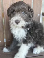 Hi Chew, a male Bordoodle for sale in Kandiyohi, MN – 2 of 6