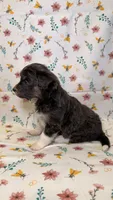 Skittles-Blue eyes, a female Bordoodle for sale in Kandiyohi, MN – 2 of 3