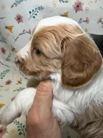 Smidge, a female Cavapoo for sale in Kandiyohi, MN – Photo 4 of 6