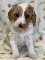 Smidge, a female Cavapoo for sale in Kandiyohi, MN – Photo 2 of 6