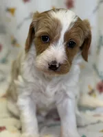 Smidge, a female Cavapoo for sale in Kandiyohi, MN – Photo 3 of 6