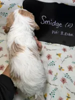 Smidge, a female Cavapoo for sale in Kandiyohi, MN – Photo 6 of 6