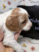 Smidge, a female Cavapoo for sale in Kandiyohi, MN – Photo 5 of 6