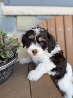 Nala, a female Bernedoodle and Miniature Bernedoodle for sale in Kandiyohi, MN – 2 of 8