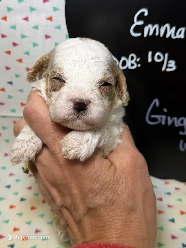 Ginger – Cavapoo puppy for sale in Kandiyohi, MN