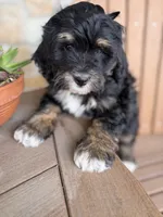 Peach, a female Bernedoodle and Miniature Bernedoodle for sale in Kandiyohi, MN – 3 of 8
