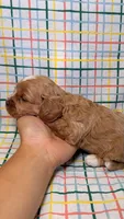 Eloise, a female Cavapoo for sale in Kandiyohi, MN – 3 of 4