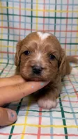 Eloise, a female Cavapoo for sale in Kandiyohi, MN – 1 of 4