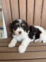 Nala, a female Bernedoodle and Miniature Bernedoodle for sale in Kandiyohi, MN – 8 of 8