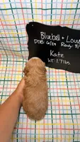 Kate, a female Cavapoo for sale in Kandiyohi, MN – 5 of 5