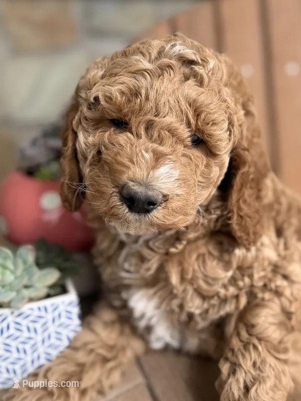 Brooklyn – Poodle - Miniature , Poodle - Standard  puppy for sale in Kandiyohi, MN