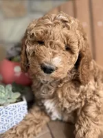Brooklyn-Moyen, a female Poodle - Miniature  for sale in Kandiyohi, MN – 1 of 7
