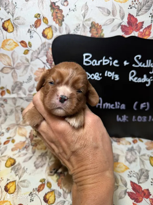 Amelia – Cavalier King Charles Spaniel puppy for sale in Kandiyohi, MN