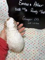 Ginger, a female Cavapoo for sale in Kandiyohi, MN – 4 of 5