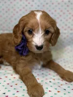 Twix, a female Cavapoo for sale in Kandiyohi, MN – Photo 1 of 6