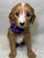 Twix, a female Cavapoo for sale in Kandiyohi, MN – Photo 3 of 6