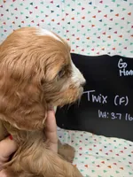 Twix, a female Cavapoo for sale in Kandiyohi, MN – Photo 5 of 6