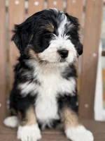 Maple, a female Bernedoodle and Miniature Bernedoodle for sale in Kandiyohi, MN – 4 of 4