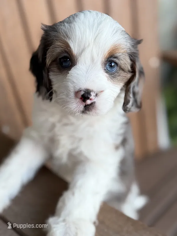 Phoebe-Blue eyes – Cavapoo puppy for sale in Kandiyohi, MN