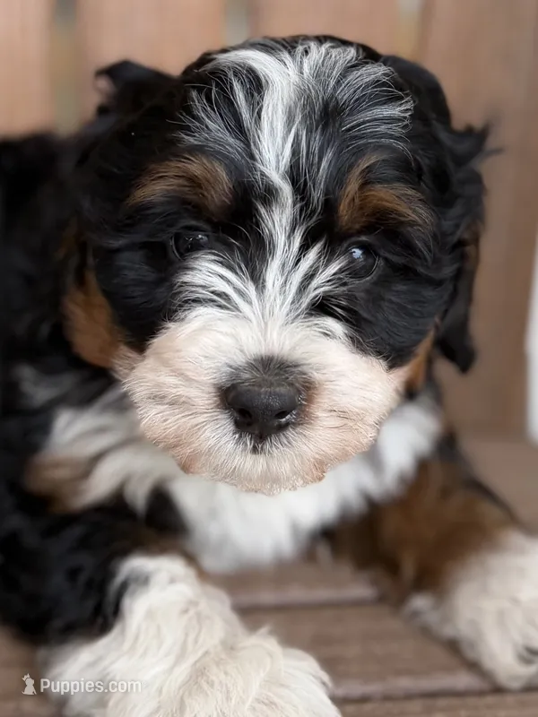 Cookie – Bernedoodle, Miniature Bernedoodle puppy for sale in Kandiyohi, MN