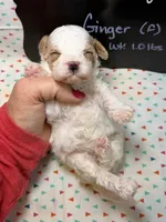 Ginger, a female Cavapoo for sale in Kandiyohi, MN – 5 of 5