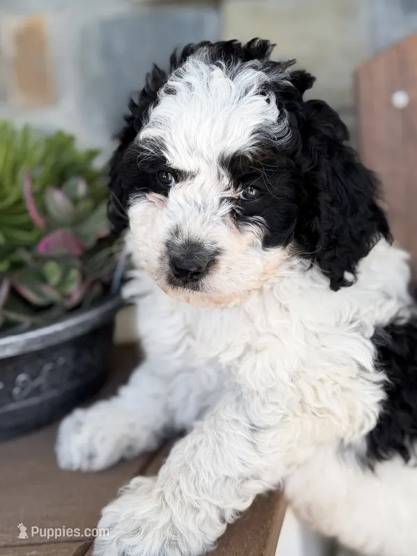Cooper – Bernedoodle, Miniature Bernedoodle puppy for sale in Kandiyohi, MN