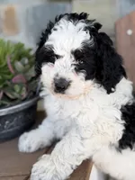 Cooper, a male Bernedoodle and Miniature Bernedoodle for sale in Kandiyohi, MN – 1 of 7