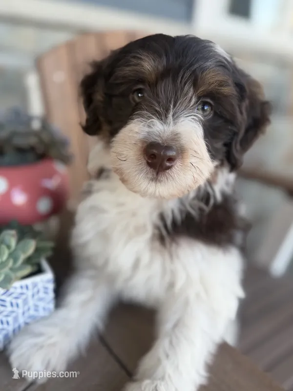 Reeses – Bordoodle puppy for sale in Kandiyohi, MN