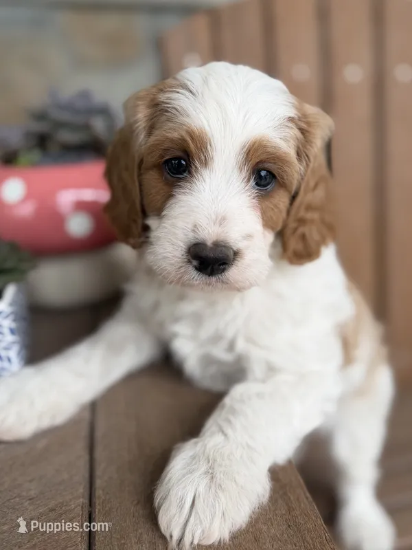 Texas – Cavapoo puppy for sale in Kandiyohi, MN