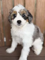 Molly, a female Bernedoodle and Miniature Bernedoodle for sale in Kandiyohi, MN – 3 of 5