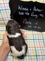 Nala, a female Bernedoodle and Miniature Bernedoodle for sale in Kandiyohi, MN – Photo 5 of 5