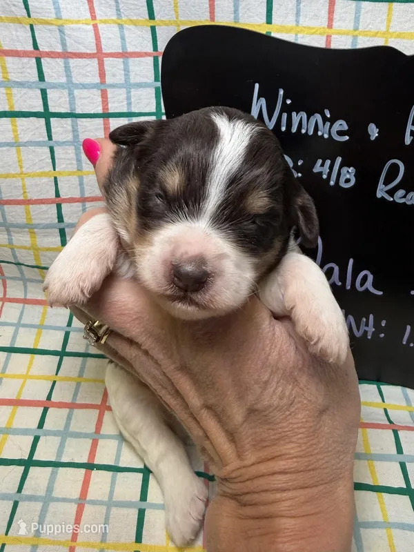 Nala – Bernedoodle, Miniature Bernedoodle puppy for sale in Kandiyohi, MN