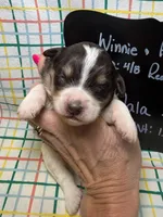 Nala, a female Bernedoodle and Miniature Bernedoodle for sale in Kandiyohi, MN – Photo 1 of 5