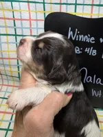 Nala, a female Bernedoodle and Miniature Bernedoodle for sale in Kandiyohi, MN – Photo 2 of 5