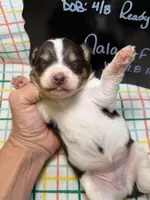 Nala, a female Bernedoodle and Miniature Bernedoodle for sale in Kandiyohi, MN – Photo 4 of 5