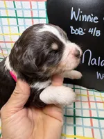 Nala, a female Bernedoodle and Miniature Bernedoodle for sale in Kandiyohi, MN – Photo 3 of 5