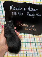 Cookie, a female Bernedoodle and Miniature Bernedoodle for sale in Kandiyohi, MN – Photo 5 of 5