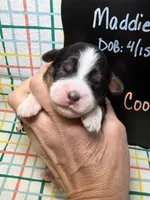 Cookie, a female Bernedoodle and Miniature Bernedoodle for sale in Kandiyohi, MN – Photo 1 of 5