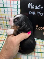 Cookie, a female Bernedoodle and Miniature Bernedoodle for sale in Kandiyohi, MN – Photo 2 of 5