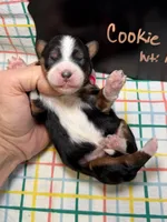 Cookie, a female Bernedoodle and Miniature Bernedoodle for sale in Kandiyohi, MN – Photo 4 of 5